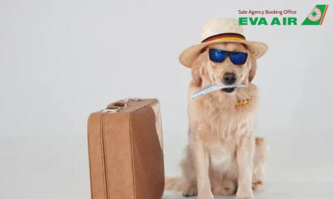 Vật nuôi đi máy bay EVA Air có cần hộ chiếu không?